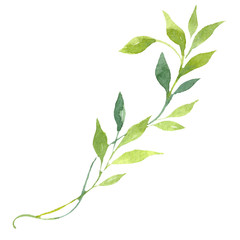 Watercolor tender peony flower. Floral botanical flower. Isolated illustration element. Aquarelle wildflower for background, texture, wrapper pattern, frame or border.