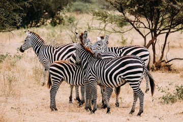 Fototapeta na wymiar Zebra Familie Safari Tanzania Afrika