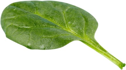 Young Spinach Leaf - Isolated