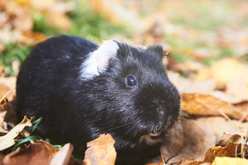 Guinea pig pet animal sitting outdoors in autumn leaves