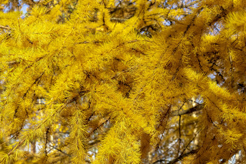 Larch branches with yellow needles in the fall.