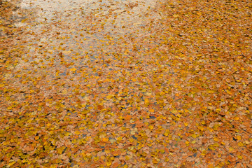 Autumn leaves in water.