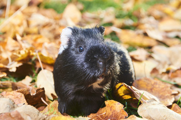 Guinea pig pet animal sitting outdoors in autumn leaves