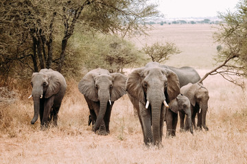 Fototapeta premium Elefanten Familie Elefantenbaby Afrika Tanzania Safari