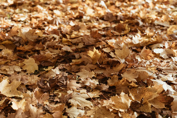 autumn leaves on the ground
