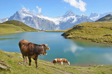 Cow in Alpine meadow. Jungfrau region, Switzerland