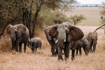 Elefanten Familie Elefantenbaby Afrika Tanzania Safari
