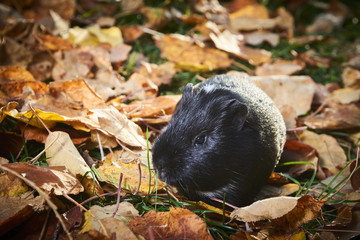 Guinea pig pet animal sitting outdoors in autumn leaves