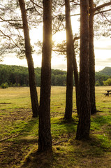 Backlight of six trees at sunset in a green field