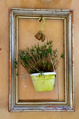 Flower in a pot hung on a wall in a frame from an old picture. - obrazy, fototapety, plakaty