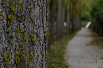 Tree with yellow moss