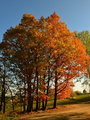 Baumgruppe in herbstlichem Rot