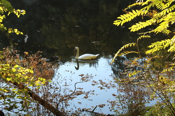 Obraz premium Schwan im Herbst