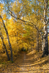 Fototapeta premium Russian nature autumn landscape with trees with yellow leaves in the sun Indian summer
