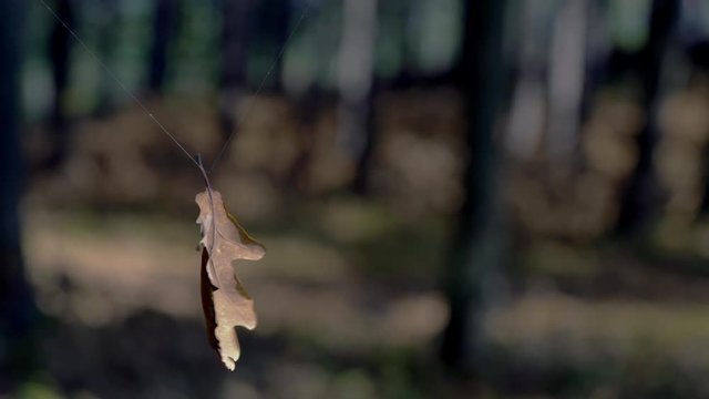 Dance dry leaf in the wind - (4K)