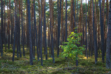Fototapeta na wymiar young broadleaf tree in uniform pine forest