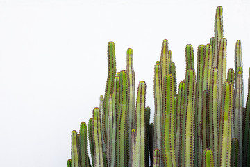 gros plan de cactus vert sur fond blanc.