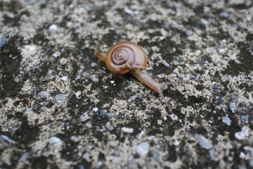 snail on the road 2