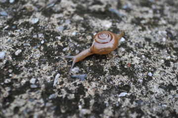 snail on the road 1