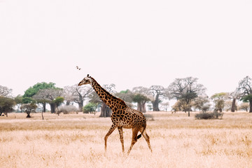Giraffe Wanderung Afrika Savanne hell