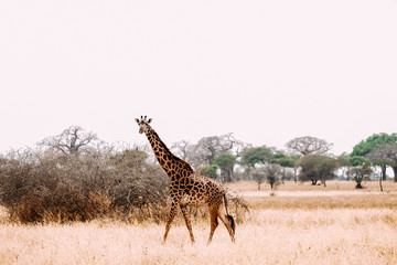 Giraffe Wanderung Afrika Savanne hell