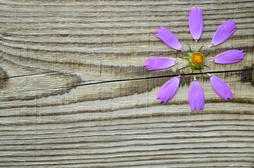 Purple flower petals on a wood background