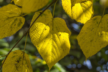 Obraz premium autumn leaves on green background