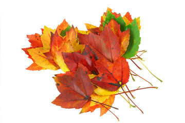 colorful autumn maple leaves isolated on white background