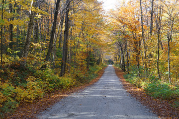 Fototapeta na wymiar country road in the autumn forest with golden color