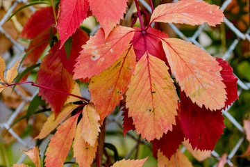 Red and yellow leaves. Autumn