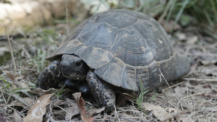 turtle in the wild