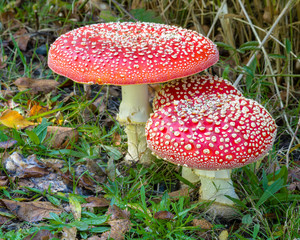 Fly Alaric Mushrooms (poisonous) in the fall in the Pacific Northwest