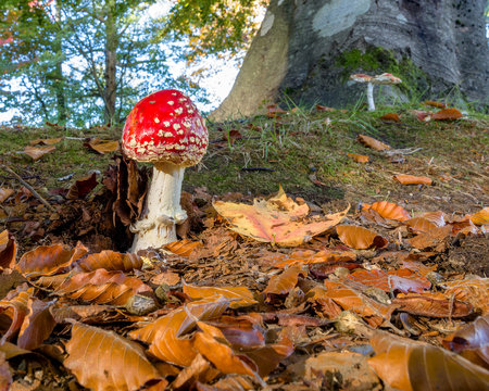 Red Mushroom in the fall forest. Fly Alaric mushroom.