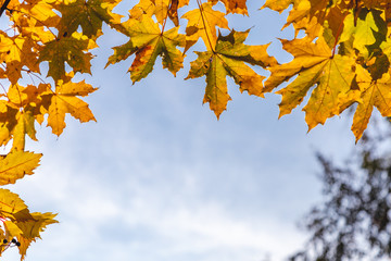 leaves of a Canadian maple