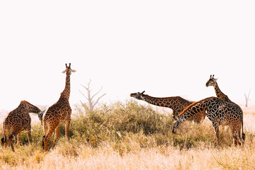 Giraffen Familie Afrika Hörner