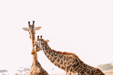 Obraz premium Giraffen Familie Afrika Hörner