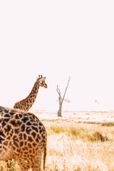 Giraffen Familie Afrika Hörner