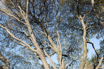 tree silhouette in autumn