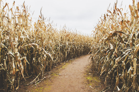 Corn Maze In Autumn