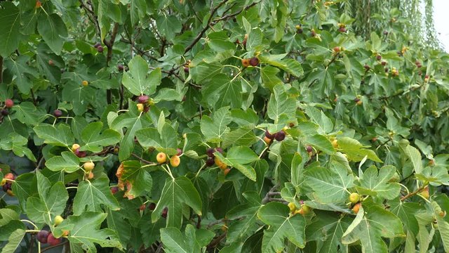 Ripening fruits of figs on the Ficus carica tree. Rainy weather.