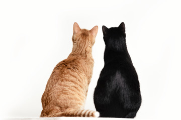 Two cats black and red back to camera on white background.