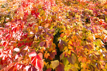 colorful autumn bindweed leaves background