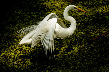 Great White Egret in Mating Plumage