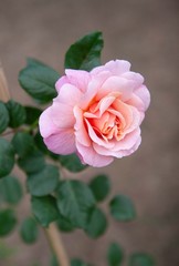 Rose in a garden