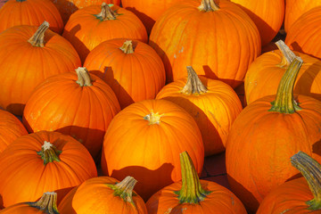 Happy Halloween or Thanksgiving card background - pile of large orange pumpkins.