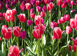 Blossoming red tulips