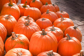 Happy Halloween or Thanksgiving card background - pile of large orange pumpkins.