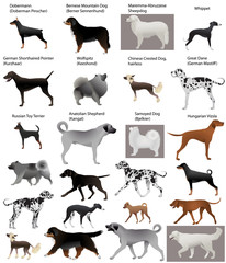 Collection of different breeds of dogs