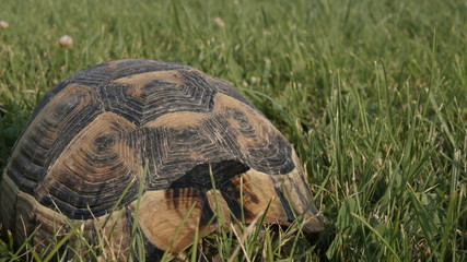 turtle in the wild