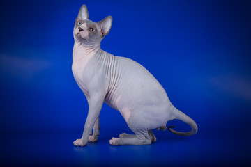 Canadian sphinx cat on colored background